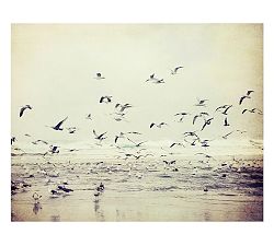 River of Birds by Lupen Grainne
