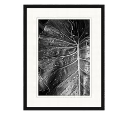 Palm Leaf