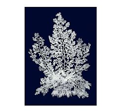 White Coral on Navy