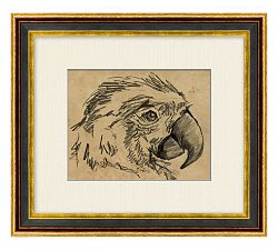 Macaw Sketch