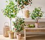Faux Lemon Tree