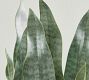 Faux Potted Faded Whale Fin