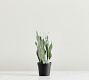 Faux Potted Faded Whale Fin