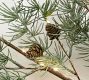 Lit Faux Frosted Pine Branch
