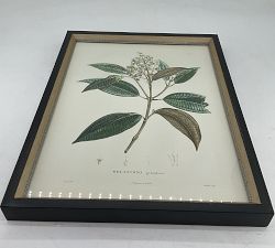 Open Box: Vintage Botanical Framed Print, Print 4 (14"W x 18"H) - Distressed Black &amp; Gold Frame