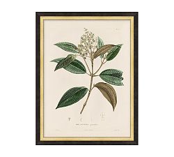 Open Box: Vintage Botanical Framed Print, Print 4 (14"W x 18"H) - Distressed Black &amp; Gold Frame