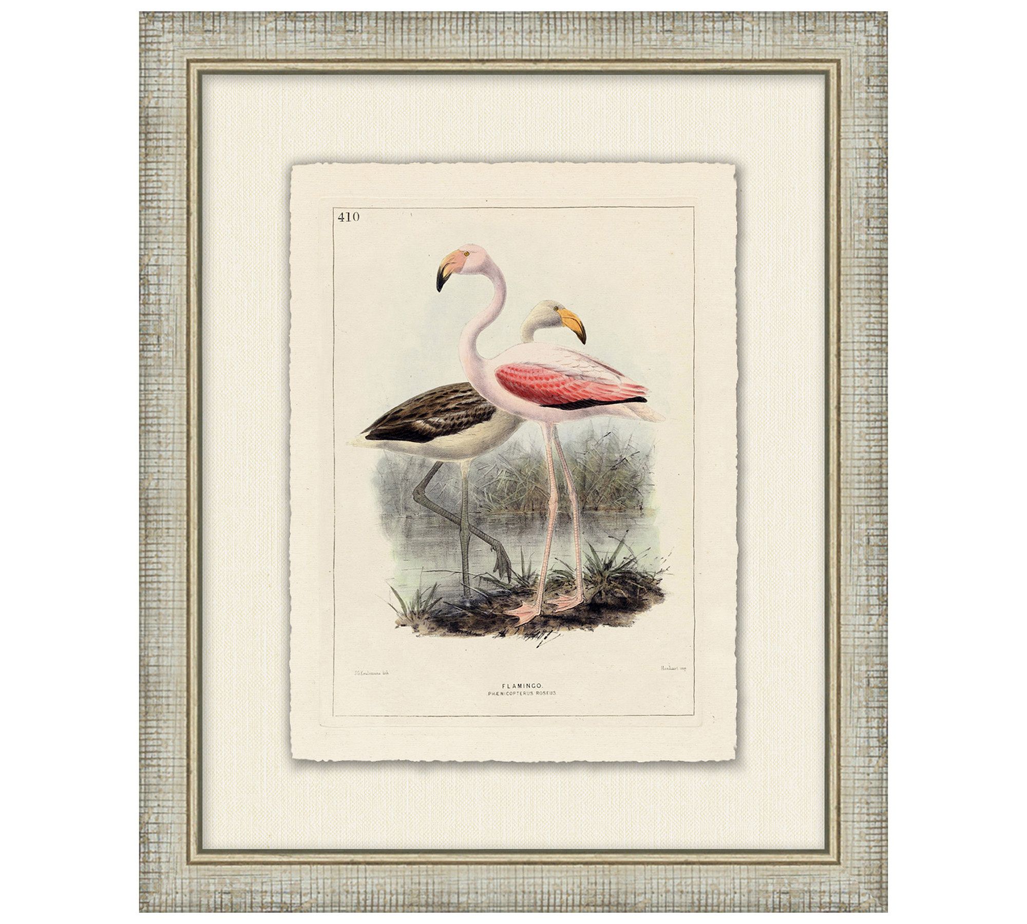 Coastline Birds Framed Print
