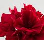 Faux Amaryllis Bouquet