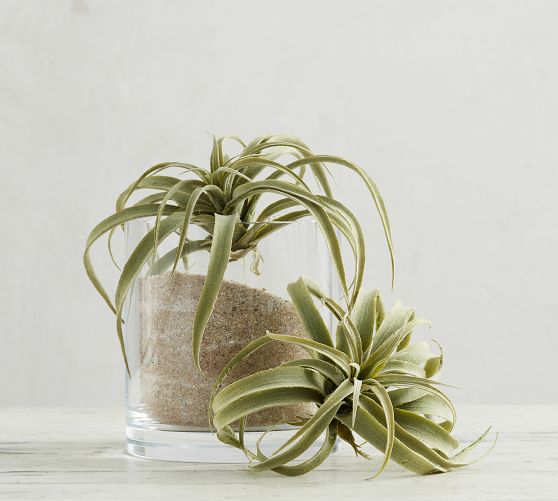 Faux Tillandsia Succulent Stem | Pottery Barn