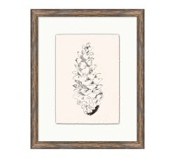 Conifer Cone Framed Print