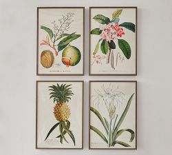 Plumeria Framed Print