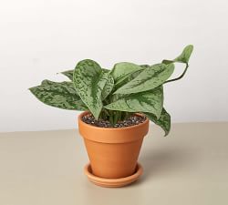 Live Silver Pothos in Planter