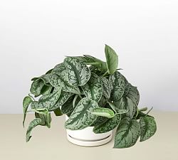 Live Silver Pothos in Planter