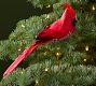 Feathered Cardinal Ornament