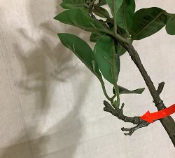 Open Box: Faux Bay Leaf Branch (60"L) - Green