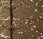Video 1 for Lit Twinkling Twig Tree