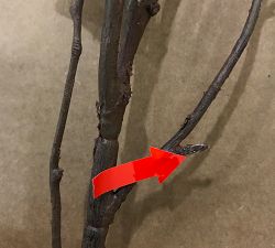 Open Box: Faux Chocolate Berry Branch (48")